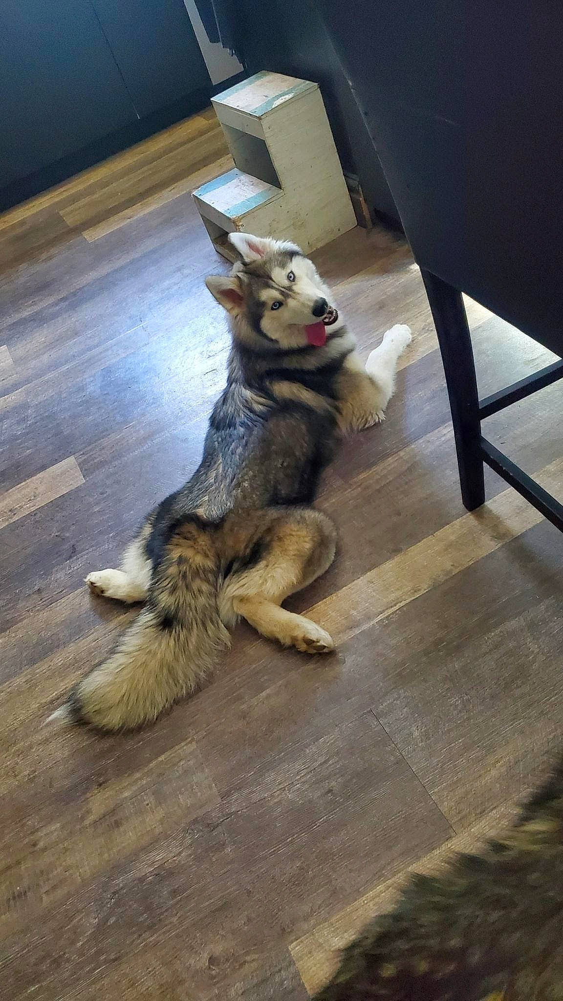 Demon joined the competition — help win amazing prizes! carnivore, companion_dog, dog, dog_breed, dog_supply, fawn, floor, flooring, fur, german_shepherd_dog, hardwood, herding_dog, old_german_shepherd_dog, paw, snout, sporting_group, tail, terrestrial_animal, wood, working_animal