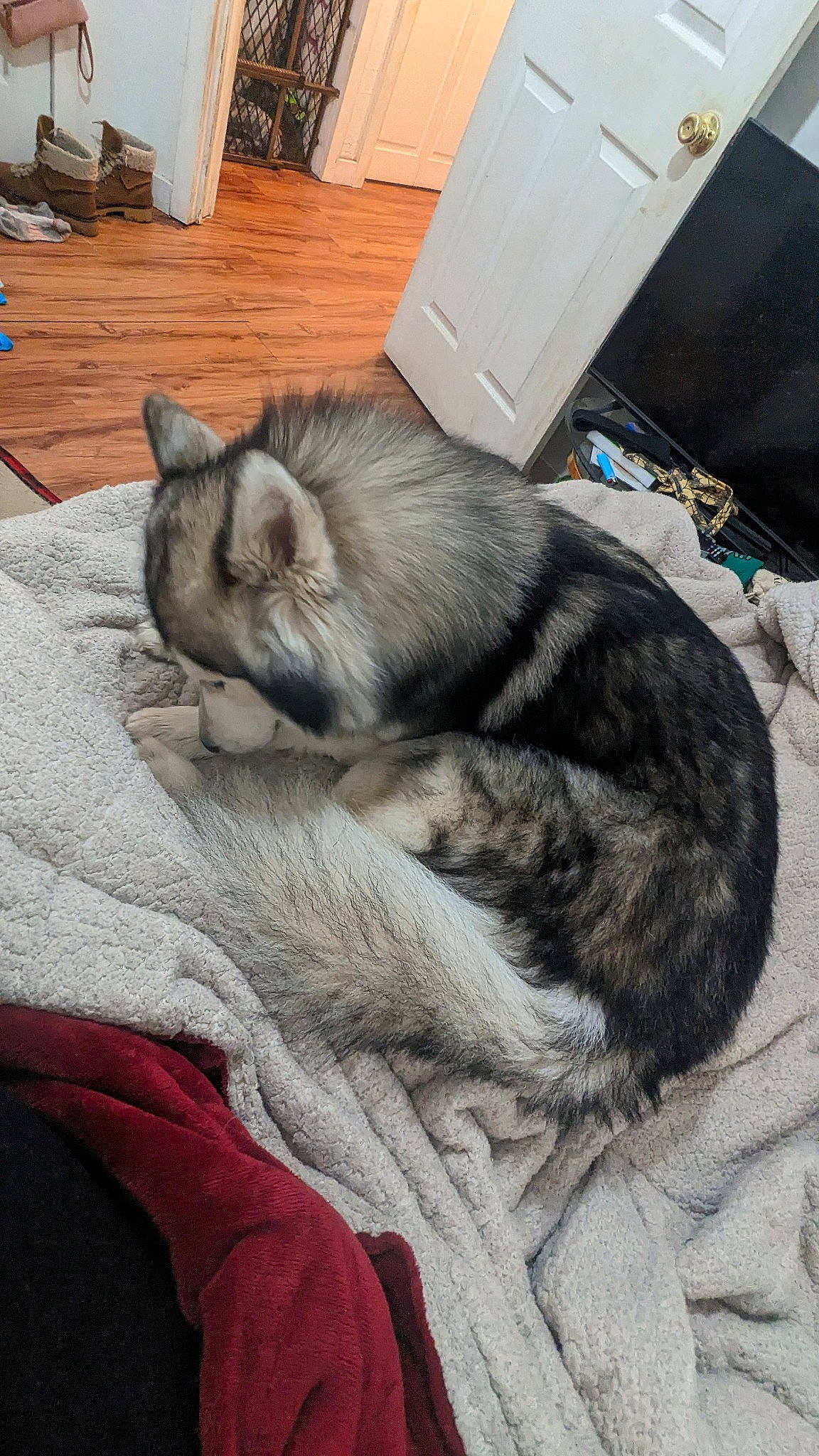 Demon is registered to the contest to win money with this photo: carnivore, cat, claw, comfort, companion_dog, dog_breed, domestic_short_haired_cat, felidae, flooring, fur, grey, hardwood, nap, paw, small_to_medium_sized_cats, snout, tail, wall_plate, whiskers, wood