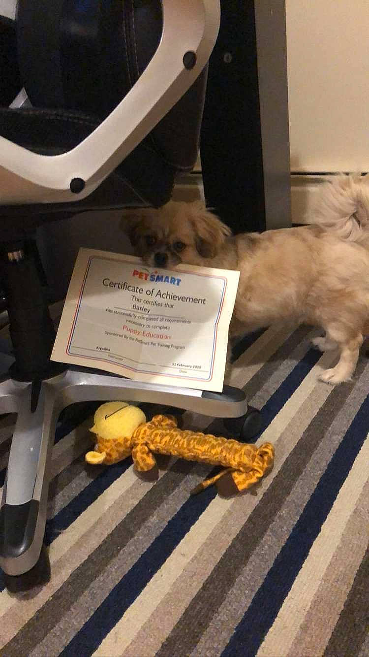 Barley is registered to the contest to win money with this photo: canidae, carnivore, cat, dog_breed, felidae, paw, puppy