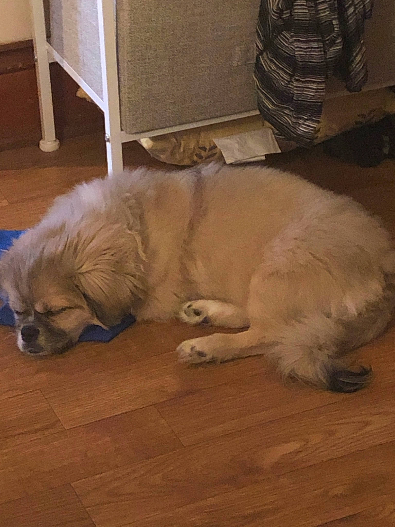 Barley joined the competition — help win amazing prizes! canidae, carnivore, companion_dog, dog, dog_breed, fawn, floor, flooring, fur, hardwood, mammal, paw, puppy, snout, sporting_group, tibetan_spaniel