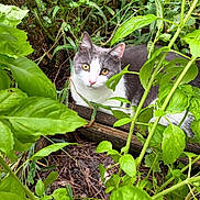 Luke is registered to the contest to win money with this photo: cat, gray_and_white_cat, green_leaves, plants, garden, outdoor, nature, foliage, curious, pet, animal, wildlife, eyes, whiskers, fur, ground, wood, close_up, flora, bush