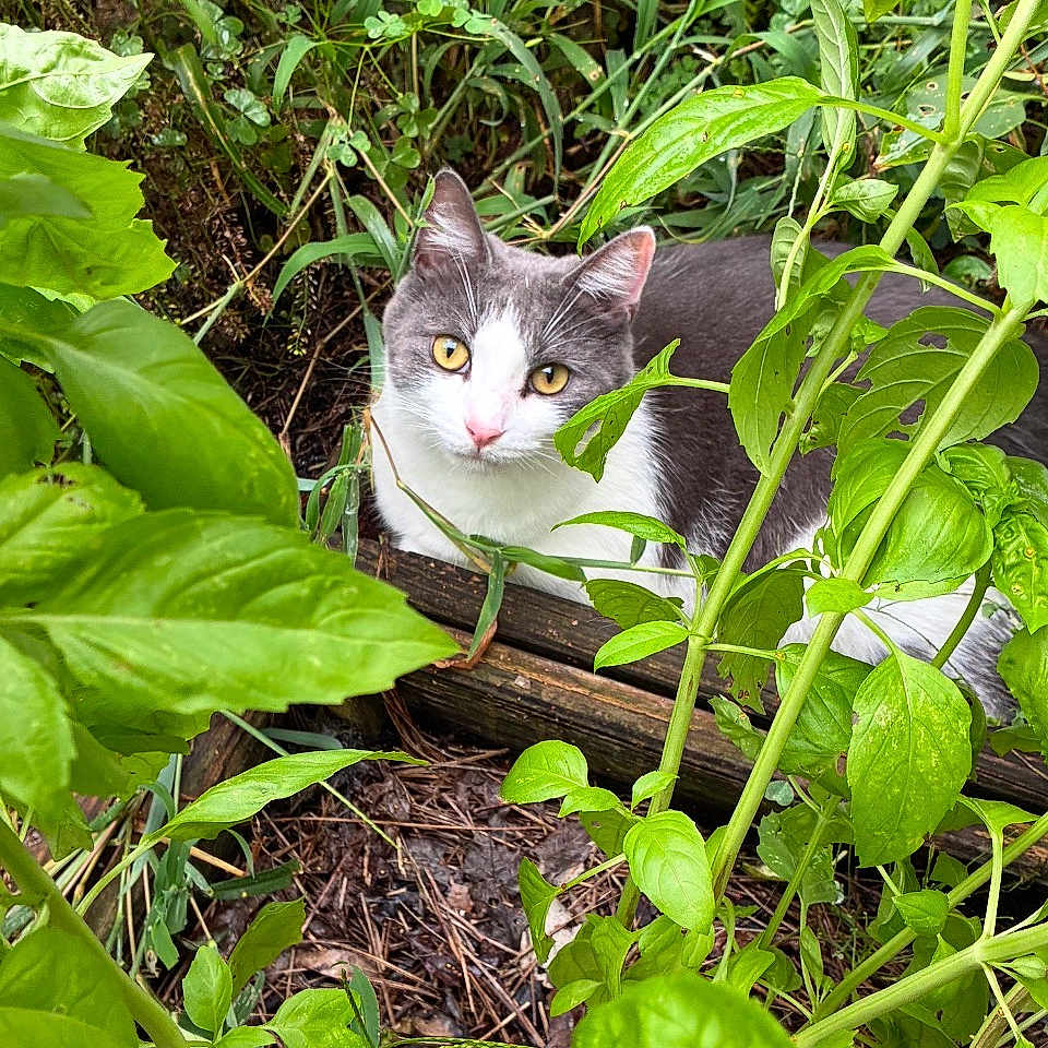Luke is registered to the contest to win money with this photo: cat, gray_and_white_cat, green_leaves, plants, garden, outdoor, nature, foliage, curious, pet, animal, wildlife, eyes, whiskers, fur, ground, wood, close_up, flora, bush