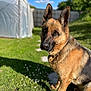 dog, german_shepherd, pet, outdoor, grass, sunlight, animal, garden, blue_sky, canine, nature, portrait, fence, summer, greenery, mammal, collar, paw, daylight, ears