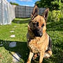 dog, german_shepherd, animal, pet, outdoor, grass, sunlight, fence, blue_sky, clouds, canine, mammal, portrait, sitting, nature, garden, daylight, fur, ears, collar