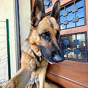 Rubie participe au concours pour gagner de l'argent avec cette photo : dog, german_shepherd, pet, animal, canine, portrait, paw, door, glass, wood, fence, outdoor, fur, ears, collar, tongue, sitting, closeup, expression, home