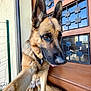 dog, german_shepherd, pet, animal, canine, portrait, paw, door, glass, wood, fence, outdoor, fur, ears, collar, tongue, sitting, closeup, expression, home