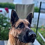 dog, german_shepherd, pet, animal, outdoor, portrait, ears, fur, nose, eyes, closeup, canine, garden, blurred_background, nature, domestic_animal, muzzle, watchful, side_view, fence
