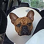Azzaro participe au concours pour gagner de l'argent avec cette photo : dog, french_bulldog, elizabethan_collar, cone, brown_coat, wrinkled_face, ears, big_eyes, car_interior, backseat, leather_seat, window, blanket, pet, travel, portrait, sad_expression, curious, veterinary_recovery, companion