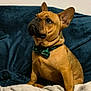 dog, french_bulldog, bow_tie, sitting, blanket, couch, indoor, pet, brown_coat, big_ears, wrinkles, paws, looking_up, portrait, cozy, velvet, soft_texture, attentive, collar, cute
