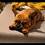 Azzaro participe au concours pour gagner de l'argent avec cette photo : dog, french_bulldog, pet, dog_face, wrinkled_face, paws, couch, sofa, blanket, yellow_blanket, indoor, brown_fur, short_hair, sleepy, relaxed, close_up, portrait, cozy, muzzle, ears