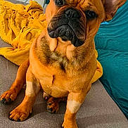 Azzaro participe au concours pour gagner de l'argent avec cette photo : dog, french_bulldog, pet, sitting, paws, ears, fur, wrinkled_face, black_nose, couch, blanket, yellow_blanket, teal_pillow, heart_sticker, close_up, portrait, indoor, living_room, social_media_screenshot, cute