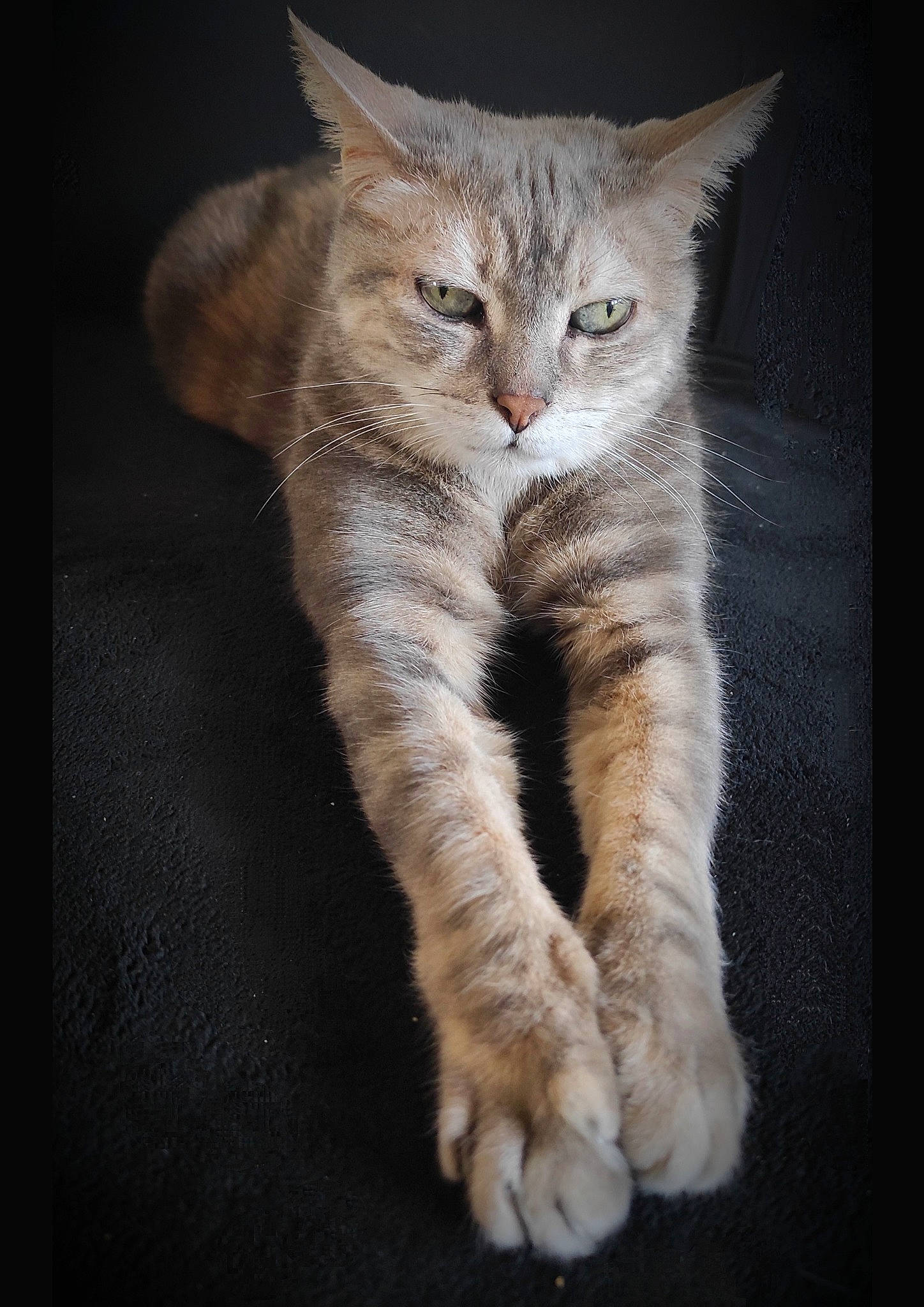 Leïa a rejoint le concours — aidez-le/la à gagner de superbes lots ! carnivore, cat, claw, domestic_short_haired_cat, eye, fawn, felidae, foot, fur, paw, small_to_medium_sized_cats, tail, terrestrial_animal, whiskers, wildlife