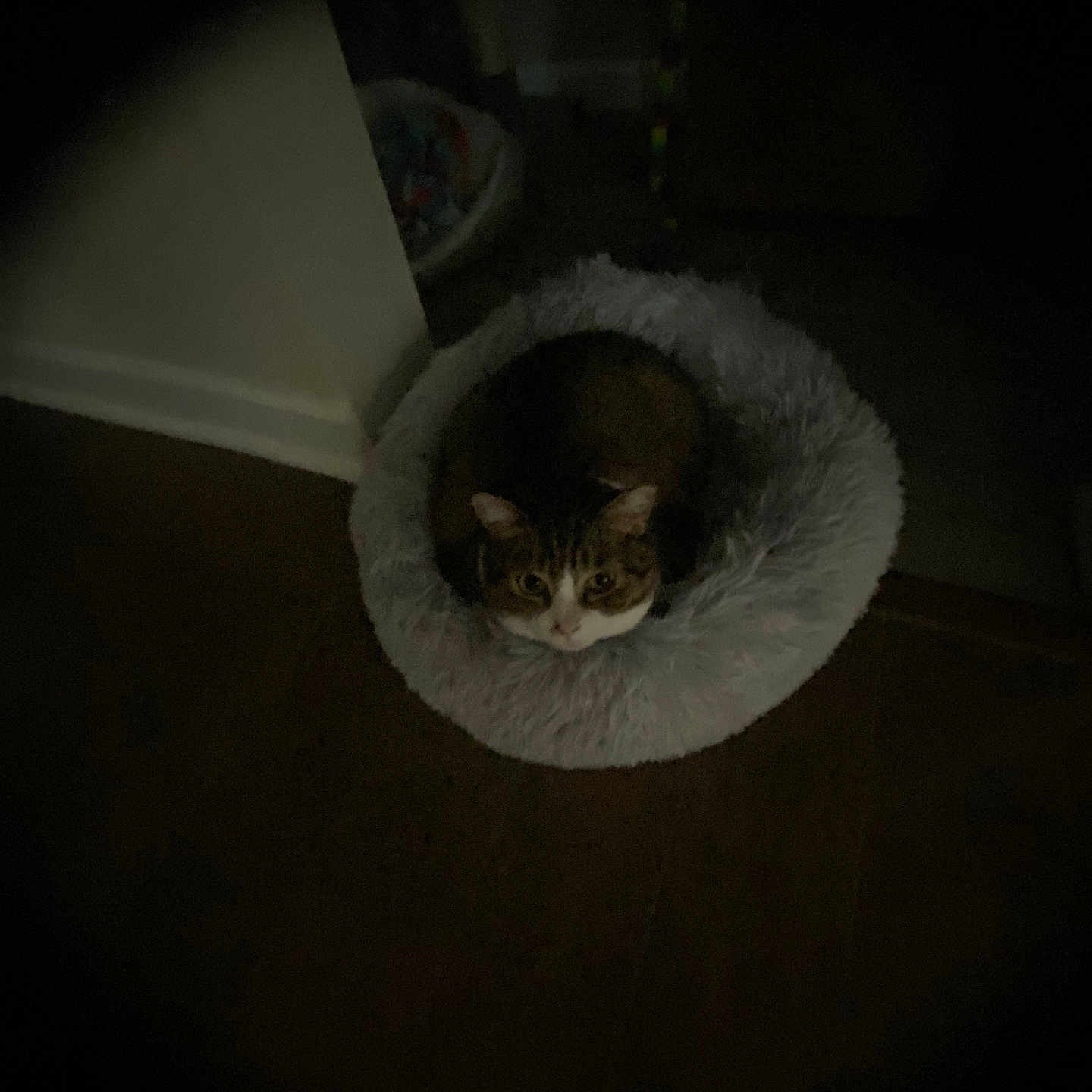 Oreo