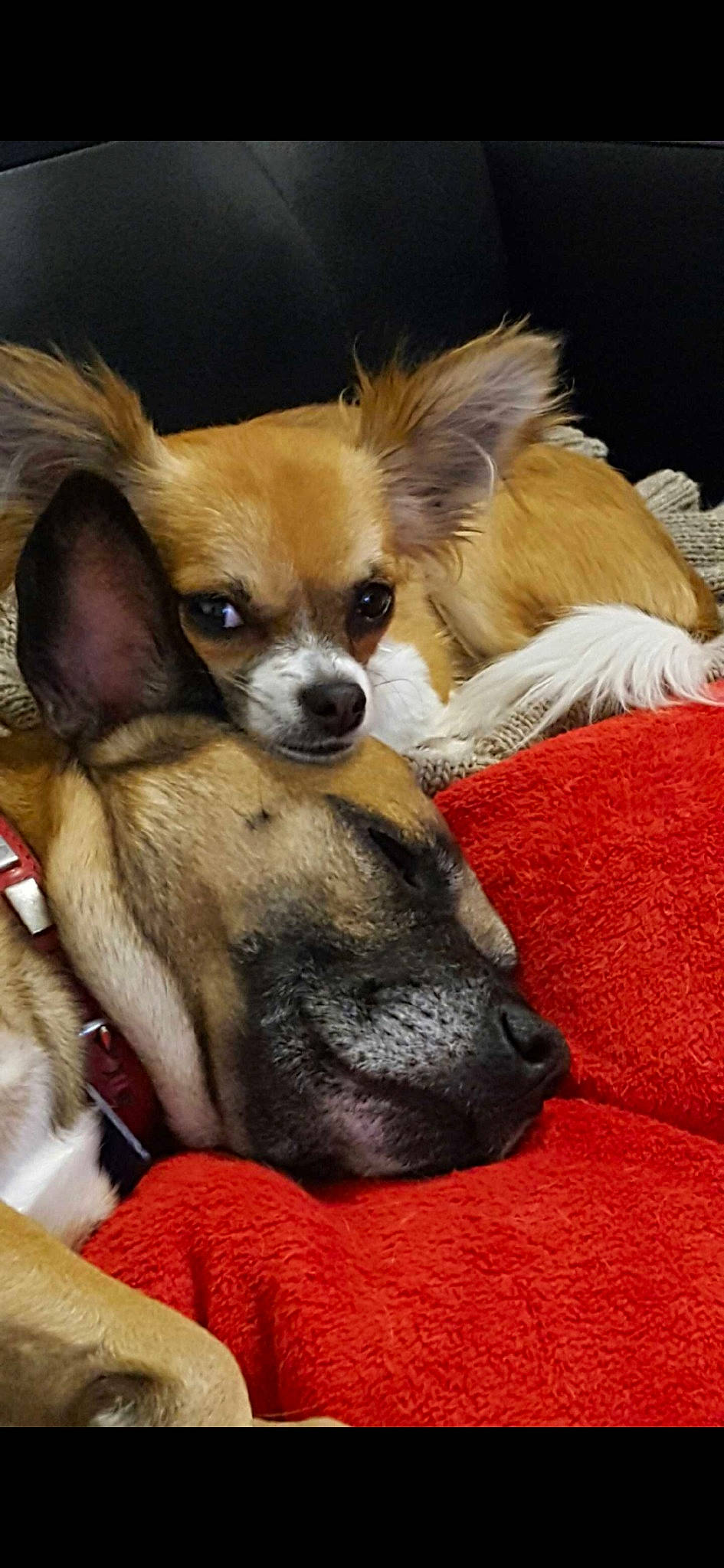 Maiko participe au concours pour gagner de l'argent avec cette photo : canidae, carnivore, chihuahua, companion_dog, dog, dog_breed, fawn, mammal, puppy, russkiy_toy, snout, toy_dog, vertebrate, whiskers