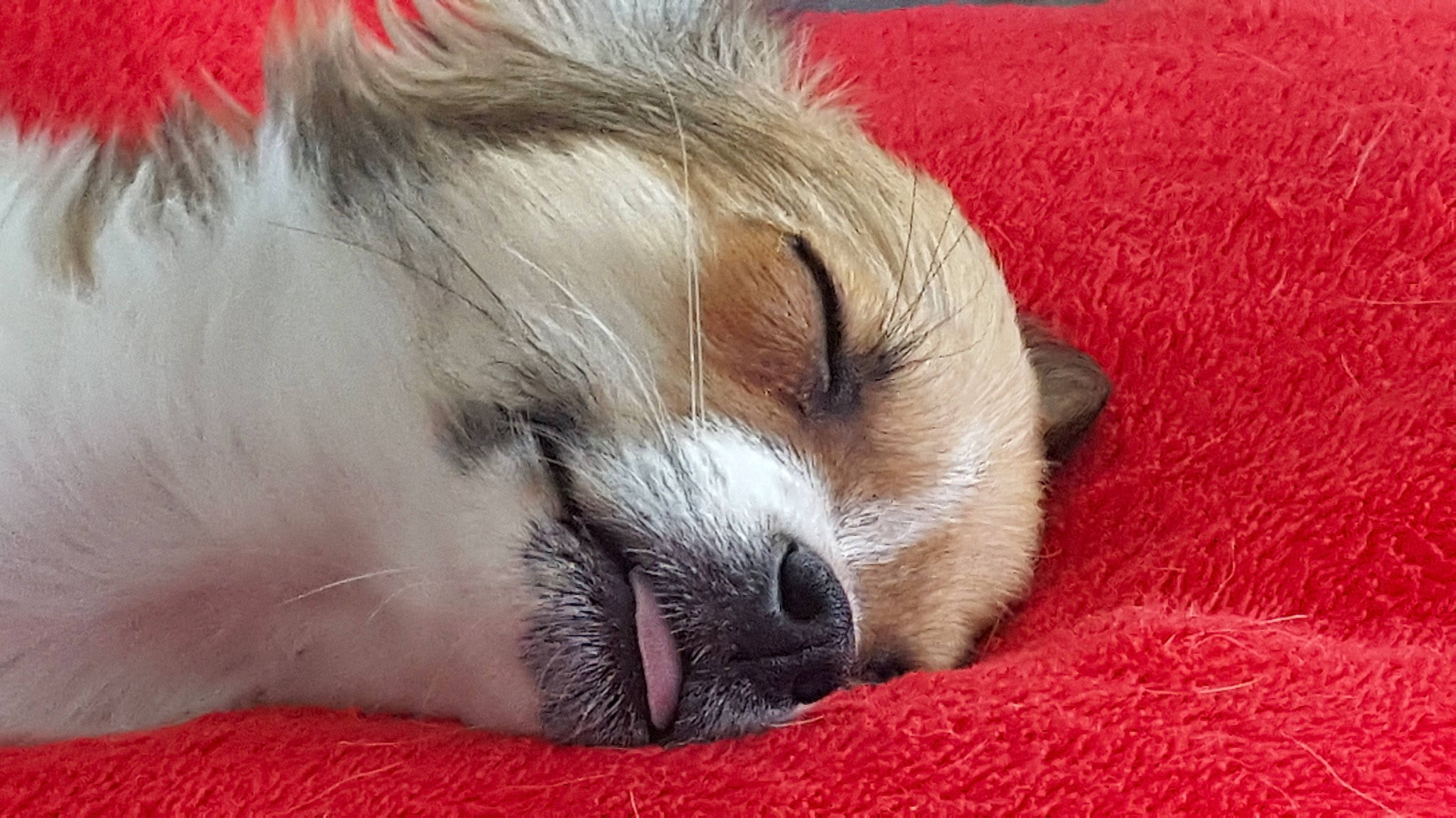 Maiko a rejoint le concours — aidez-le/la à gagner de superbes lots ! canidae, carnivore, companion_dog, dog, dog_breed, fawn, mammal, nap, papillon, phalene, puppy, snout, sporting_group, toy_dog, vertebrate, whiskers