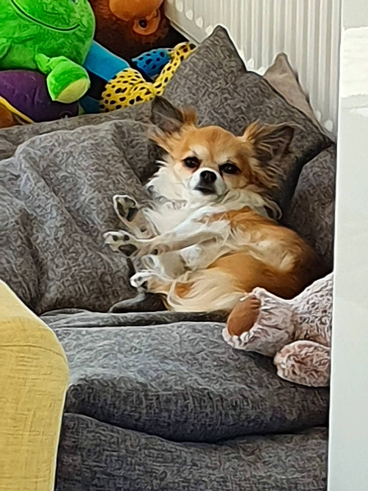 Maiko participe au concours pour gagner de l'argent avec cette photo : canidae, carnivore, chihuahua, companion_dog, couch, dog, dog_breed, fawn, mammal, pembroke_welsh_corgi, puppy, toy_dog, vertebrate, welsh_corgi