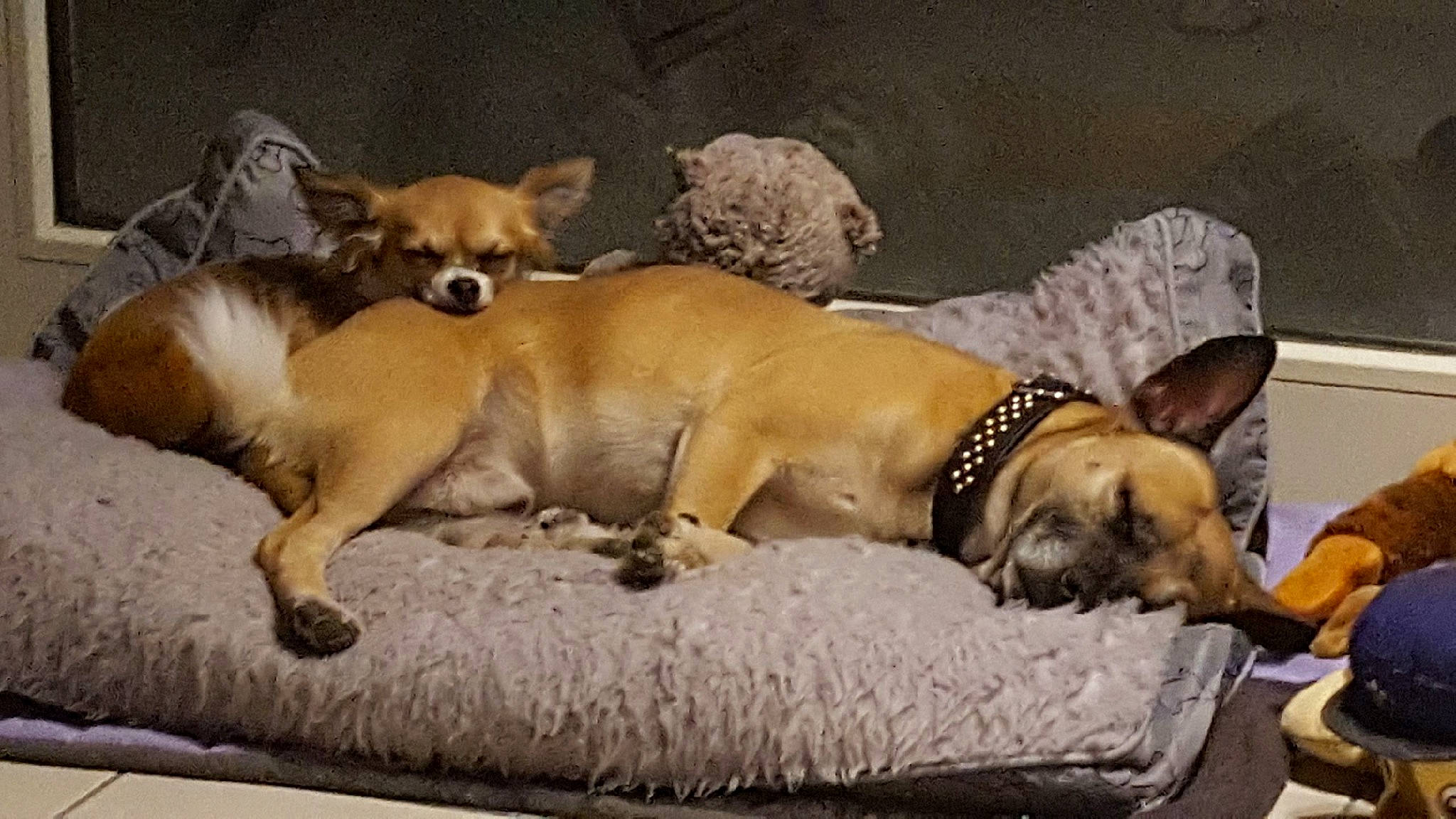 Maiko a rejoint le concours — aidez-le/la à gagner de superbes lots ! ancient_dog_breeds, canidae, carnivore, chihuahua, companion_dog, dog, dog_breed, fawn, mammal, puppy, puppy_love, snout, toy_dog, vertebrate