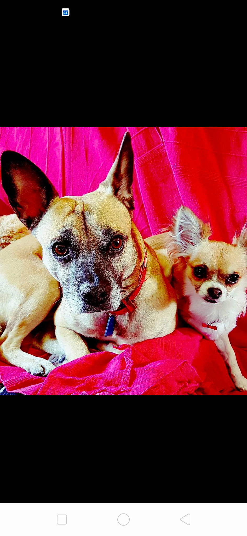 Maîko a rejoint le concours — aidez-le/la à gagner de superbes lots ! ancient_dog_breeds, canidae, carnivore, chihuahua, companion_dog, dog, dog_breed, fawn, mammal, non_sporting_group, photo_caption, puppy, puppy_love, snout, toy_dog, vertebrate