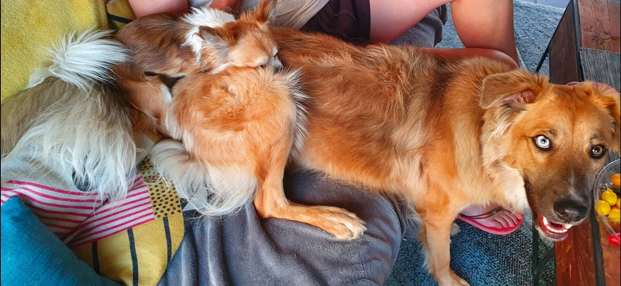 Youki participe au concours pour gagner de l'argent avec cette photo : canidae, carnivore, companion_dog, dog, dog_breed, fawn, fur, mammal, nova_scotia_duck_tolling_retriever, pomeranian, sporting_group, vertebrate