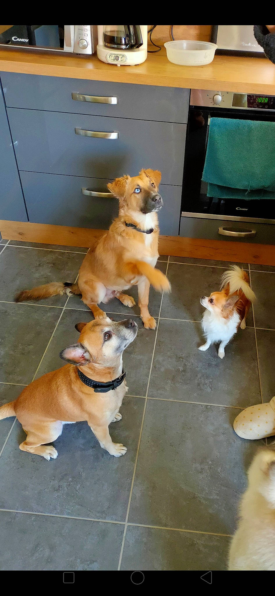 Youki a rejoint le concours — aidez-le/la à gagner de superbes lots ! canidae, cardigan_welsh_corgi, carnivore, companion_dog, dog, dog_breed, fawn, mammal, pembroke_welsh_corgi, small_greek_domestic_dog, sporting_group, street_dog, vertebrate, welsh_corgi