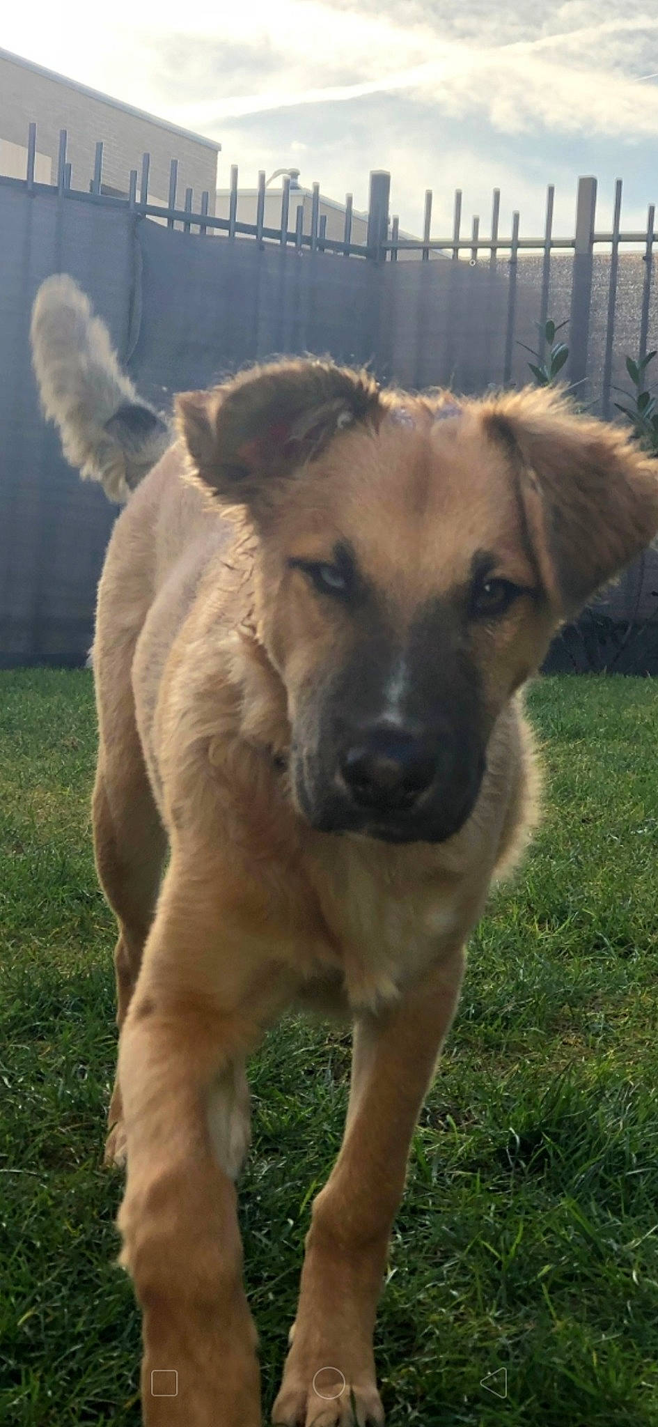 Youki participe au concours pour gagner de l'argent avec cette photo : anatolian_shepherd_dog, canidae, carnivore, dog, dog_breed, fawn, kangal_dog, mammal, snout, sporting_group, vertebrate