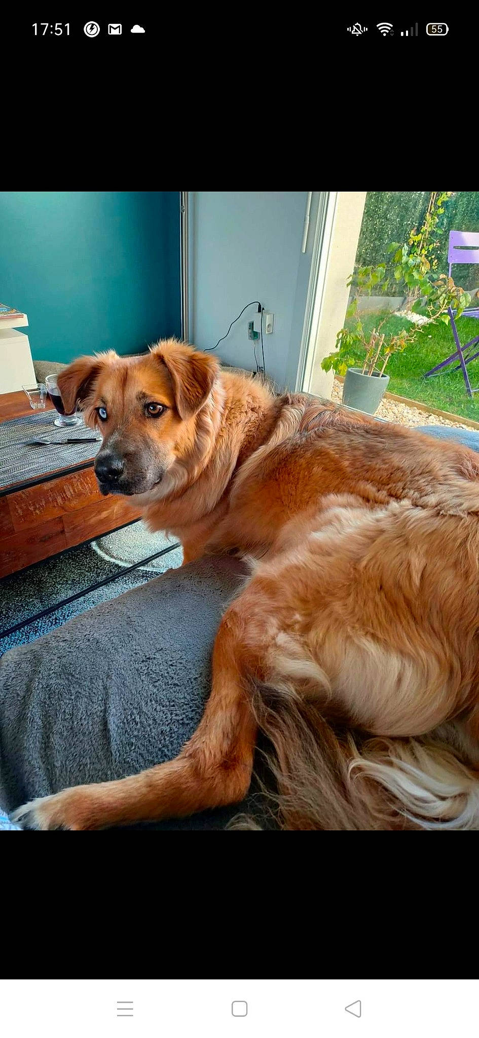 Youki participe au concours pour gagner de l'argent avec cette photo : basque_shepherd_dog, canidae, carnivore, companion_dog, dog, dog_breed, fawn, golden_retriever, snout, sporting_group