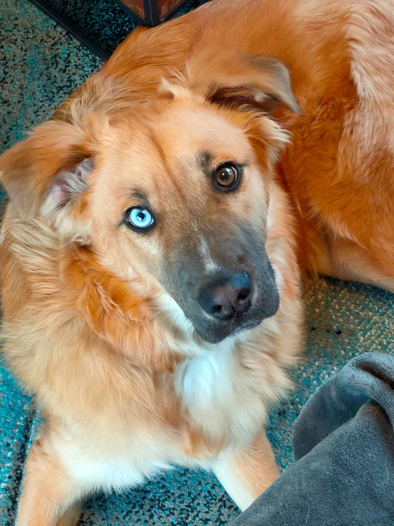 Youki a rejoint le concours — aidez-le/la à gagner de superbes lots ! basque_shepherd_dog, canidae, carnivore, companion_dog, dog, dog_breed, english_shepherd, fawn, longhaired_whippet, mammal, puppy, rare_breed_dog, snout, sporting_group, vertebrate, whiskers, working_dog