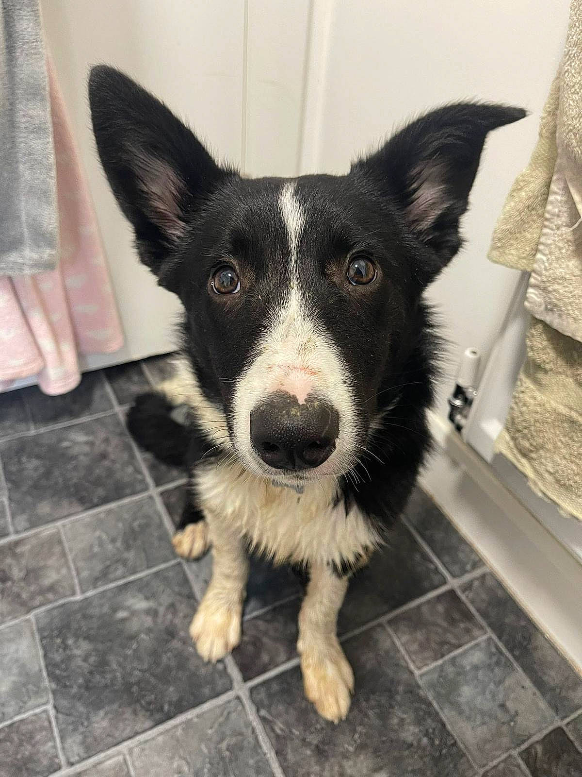 Kazuki joined the competition — help win amazing prizes! canidae, carnivore, companion_dog, dog, dog_breed, floor, flooring, fur, herding_dog, mcnab, paw, puppy, snout, sporting_group, terrestrial_animal, tile_flooring, whiskers, working_animal, working_dog