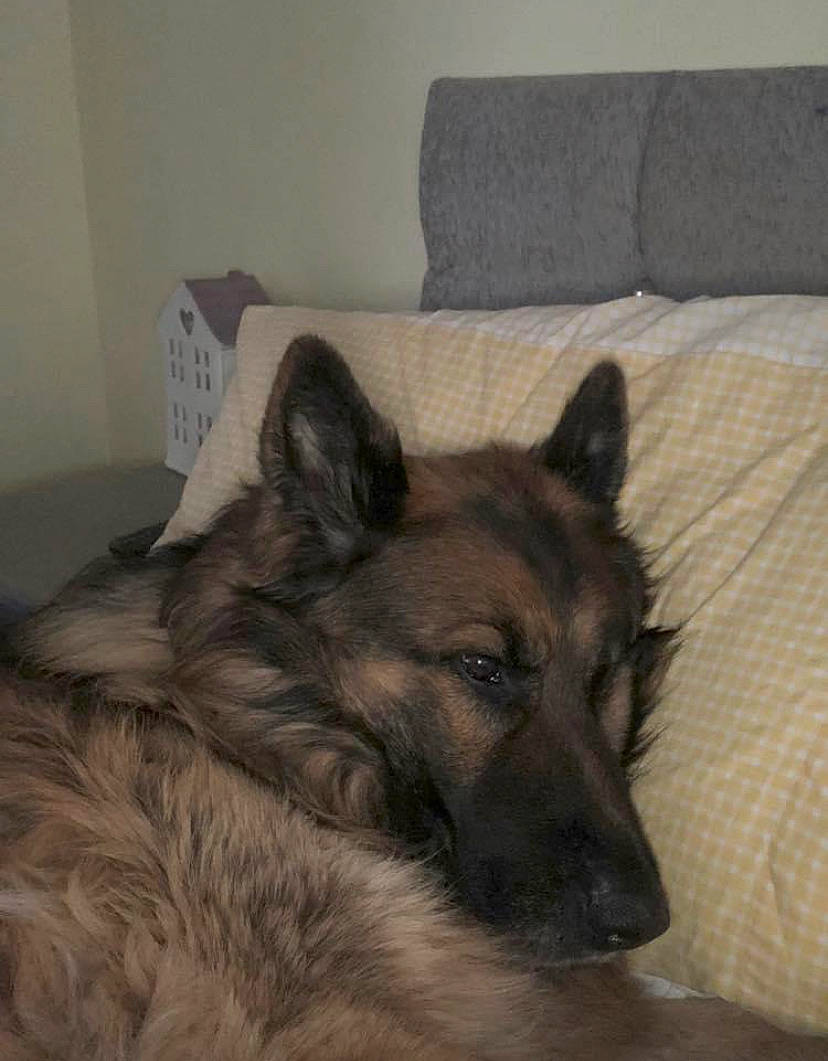 Duke is registered to the contest to win money with this photo: carnivore, comfort, companion_dog, couch, dog, dog_breed, fawn, floor, flooring, fur, german_shepherd_dog, grey, hardwood, herding_dog, king_shepherd, room, snout, terrestrial_animal, wood, working_animal