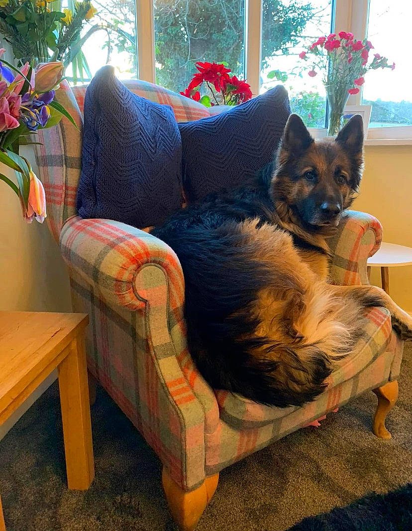 Duke is registered to the contest to win money with this photo: canidae, carnivore, comfort, companion_dog, couch, dog, dog_breed, dog_supply, fawn, flooring, fur, hardwood, home, houseplant, living_room, plant, sporting_group, studio_couch, window, wood