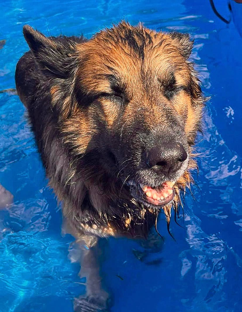 Duke is registered to the contest to win money with this photo: bathing, blue, canidae, carnivore, companion_dog, dog, dog_breed, electric_blue, eye, fang, fawn, fur, happy, reflection, snout, sporting_group, terrier, water, whiskers, wildlife