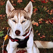 Kista is registered to the contest to win money with this photo: dog, husky, blue_eyes, pet, autumn, leaves, grass, outdoor, canine, animal, sitting, harness, tether, fur, white, brown, nature, portrait, alert, fall