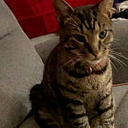 Crack Head is registered to the contest to win money with this photo: cat, tabby, pet, indoor, couch, furniture, flag, red, blue, gray, whiskers, ears, sitting, domestic_animal, animal, feline, collar, cozy, curious, home