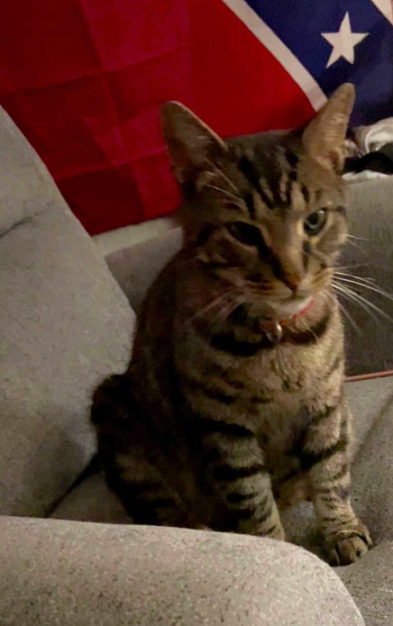 Crack Head is registered to the contest to win money with this photo: cat, tabby, pet, indoor, couch, furniture, flag, red, blue, gray, whiskers, ears, sitting, domestic_animal, animal, feline, collar, cozy, curious, home