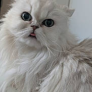 Haylie participe au concours pour gagner de l'argent avec cette photo : cat, fluffy, white_cat, pet, indoor, close_up, tongue_out, big_eyes, fur, cute, animal, portrait, face, whiskers, domestic_cat, soft_light, feline, expression, adorable, curious