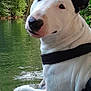 animal, black_ear, boat, bull_terrier, canine, curious, daytime, dog, greenery, leisure, nature, outdoor, pet, portrait, relaxation, river, summer, trees, water, white_dog
