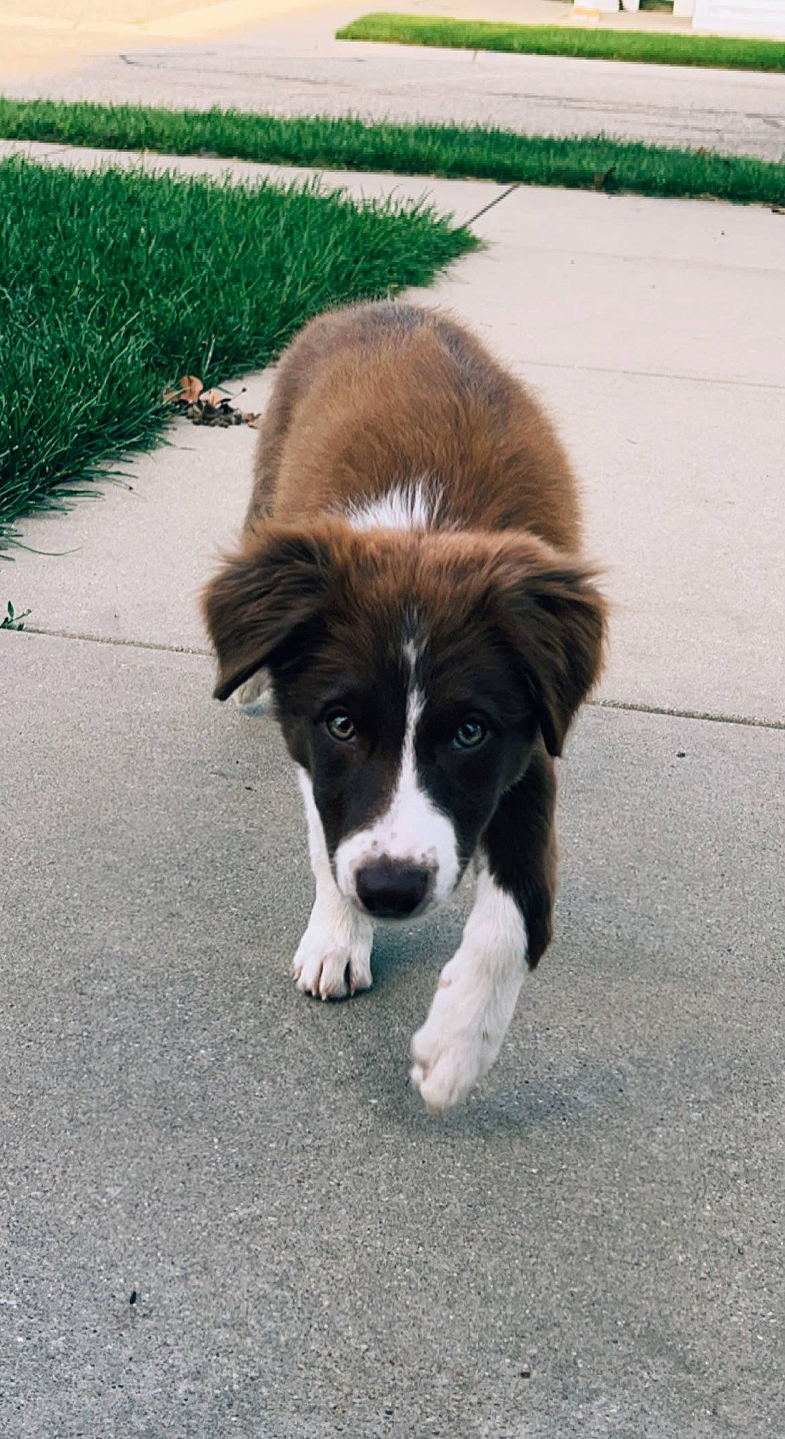 Fancy is registered to the contest to win money with this photo: australian_collie, border_collie, canidae, carnivore, companion_dog, dog, dog_breed, fur, grass, herding_dog, liver, plant, road_surface, shadow, street_dog, tail, terrestrial_animal, toy_dog, working_animal, working_dog