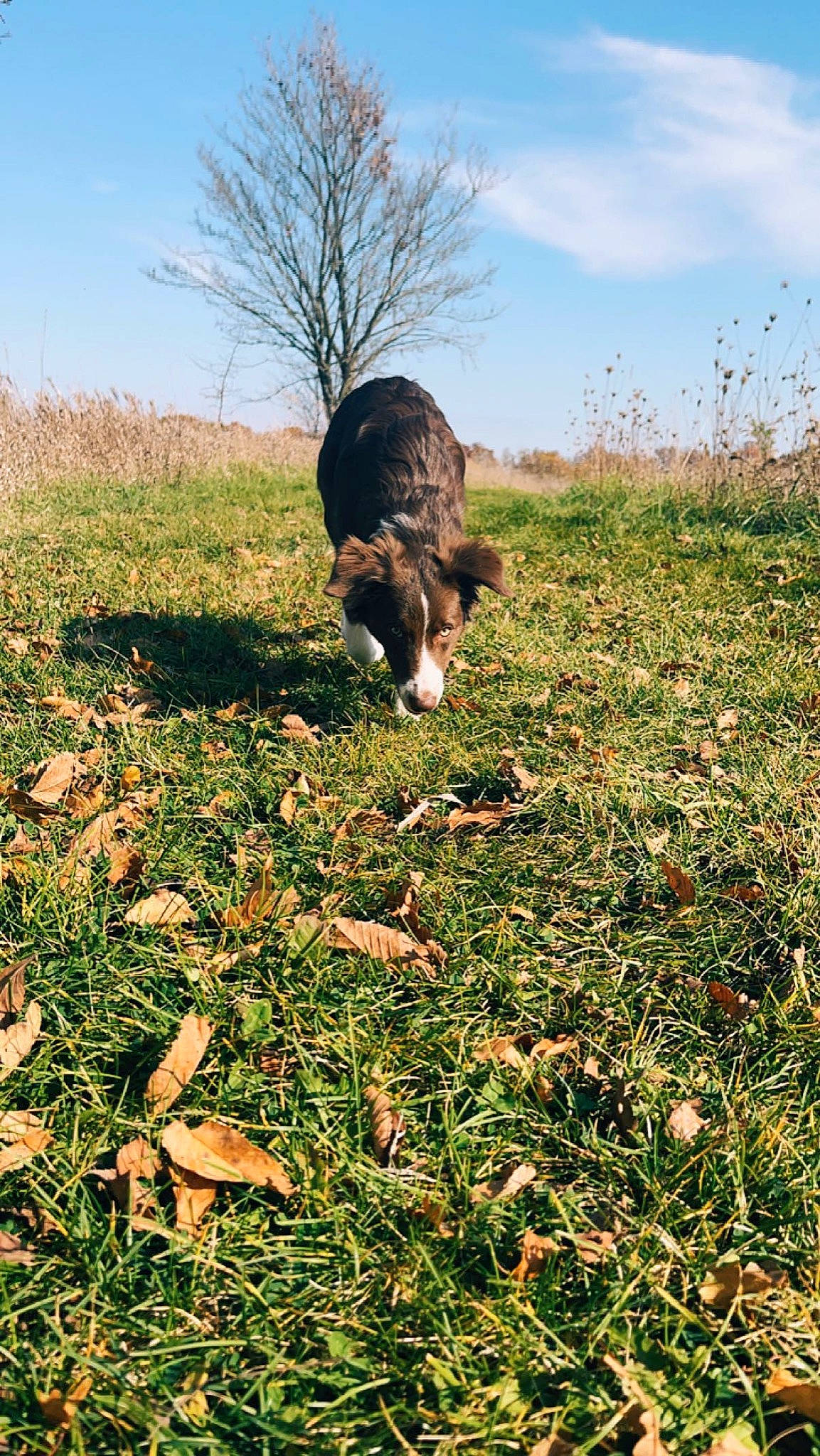 Fancy joined the competition — help win amazing prizes! carnivore, cloud, companion_dog, dog, dog_breed, grass, grass_family, grassland, groundcover, herding_dog, meadow, natural_landscape, pasture, people_in_nature, plant, sky, soil, sporting_group, tail, tree