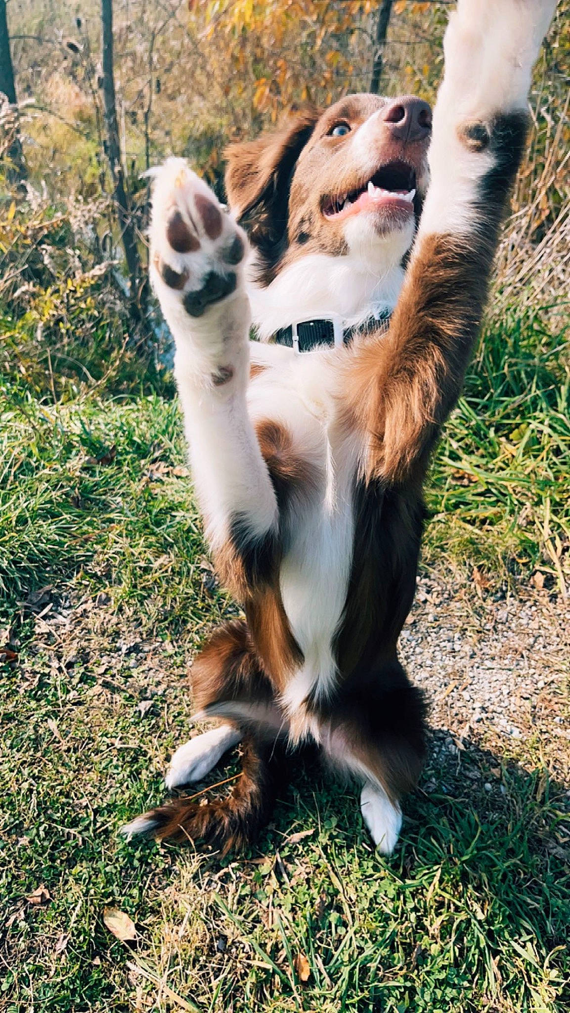 Fancy is registered to the contest to win money with this photo: carnivore, collie, companion_dog, dog, dog_breed, fawn, felidae, fur, gesture, grass, happy, herding_dog, people_in_nature, plant, shetland_sheepdog, sporting_group, tail, tree, vertebrate, whiskers