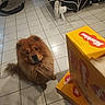 Réglisse a rejoint le concours — aidez-le/la à gagner de superbes lots ! dog, chow_chow, fluffy, brown_fur, sitting, smiling, indoor, living_room, tiled_floor, snack_boxes, packaged_food, orange_boxes, fan, couch, pet_bed, home, portrait, funny_expression, full_body, household
