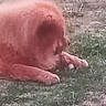 Réglisse participe au concours pour gagner de l'argent avec cette photo : dog, animal, pet, pink, shaggy, furry, outdoor, grass, lawn, dirt, lying_down, crouching, snout, paws, body, side_view, blurry, vertical_photo, nature, funny