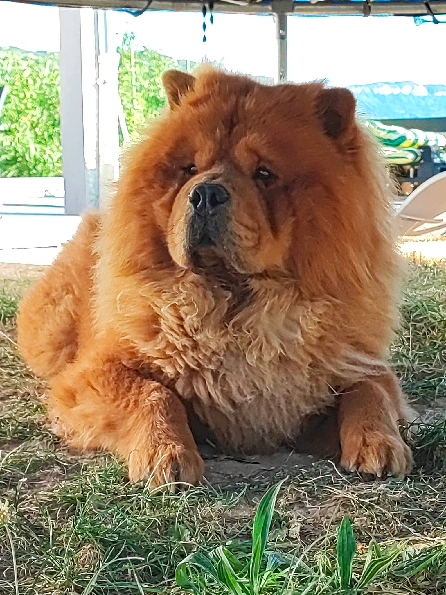 Réglisse participe au concours pour gagner de l'argent avec cette photo : bear, big_cats, canidae, carnivore, companion_dog, dog_breed, eye, fawn, felidae, fur, grass, kodiak_bear, liver, plant, snout, sporting_group, terrestrial_animal, whiskers, wildlife, wood