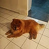 dog, chow_chow, fluffy, reddish_brown, pet, canine, lying_down, indoor, tile_floor, hallway, portrait, fur, paws, tail, ears, face, smiling, home, floor, animal