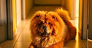 Réglisse a rejoint le concours — aidez-le/la à gagner de superbes lots ! dog, chow_chow, fluffy, brown, golden, lying_down, hallway, indoors, tile_floor, doorway, sunlight, warm_lighting, portrait, pet, canine, fur, paws, tail, home, centered_composition