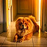 dog, chow_chow, fluffy, brown, golden, lying_down, hallway, indoors, tile_floor, doorway, sunlight, warm_lighting, portrait, pet, canine, fur, paws, tail, home, centered_composition
