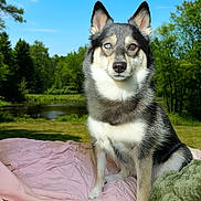 Sadie is registered to the contest to win money with this photo: dog, husky, heterochromia, outdoor, nature, blanket, greenery, pond, sky, trees, grass, pet, animal, portrait, sitting, daylight, fur, canine, relaxed, scenic