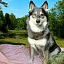 dog, husky, heterochromia, outdoor, nature, blanket, greenery, pond, sky, trees, grass, pet, animal, portrait, sitting, daylight, fur, canine, relaxed, scenic