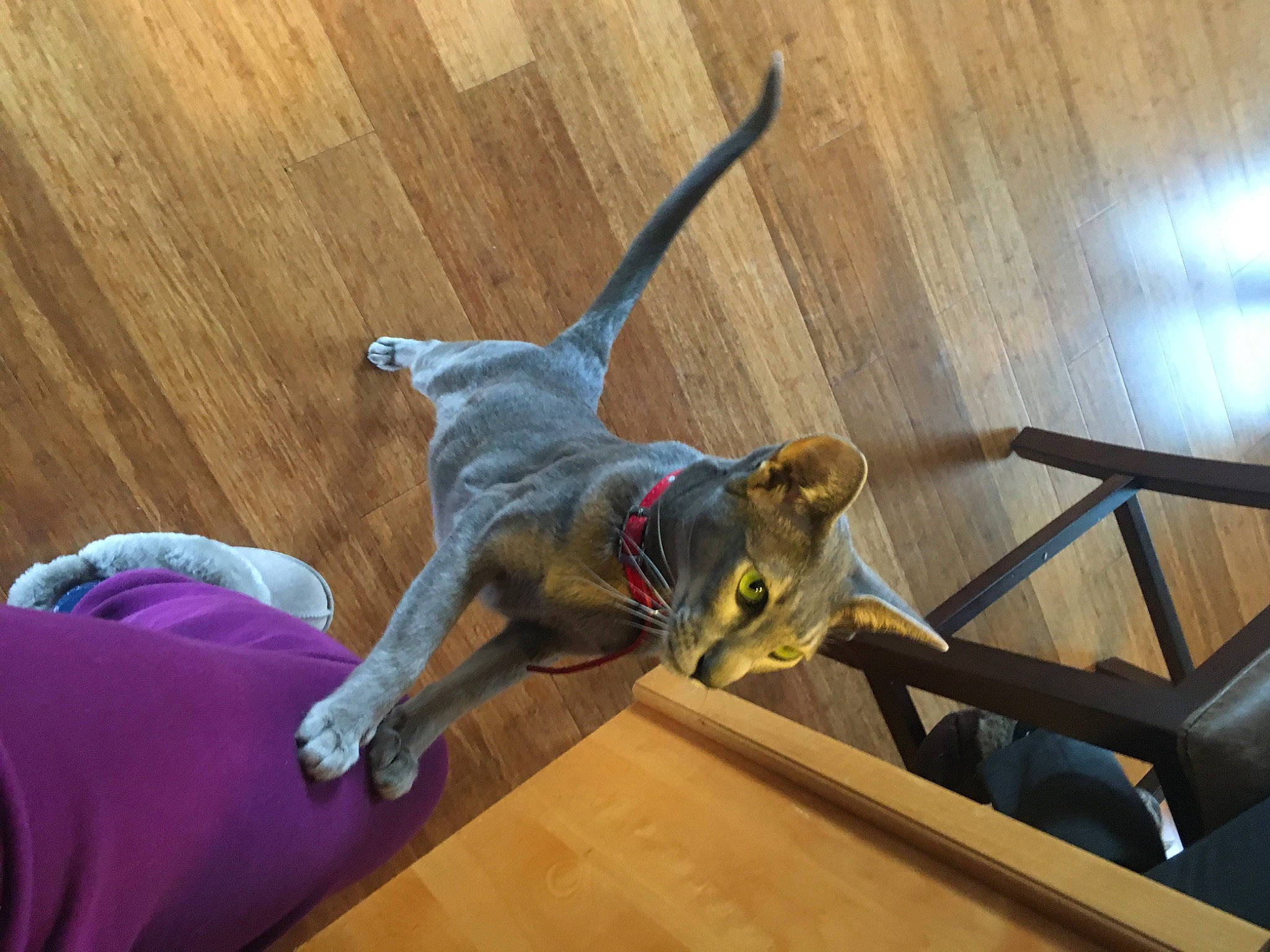 Amy is registered to the contest to win money with this photo: canidae, carnivore, cat, dog_breed, fawn, felidae, small_to_medium_sized_cats, sporting_group, tail, weimaraner