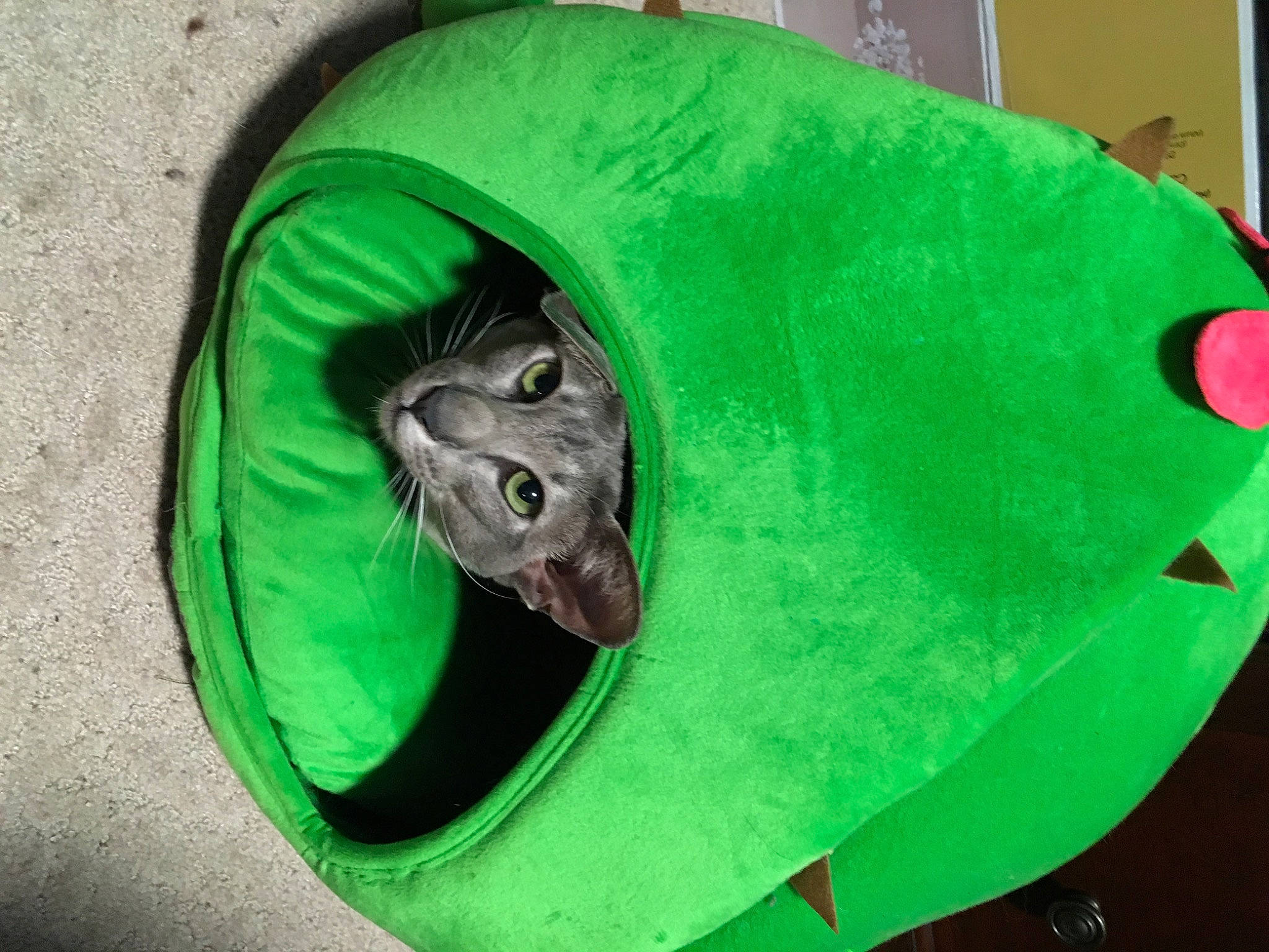 Amy is registered to the contest to win money with this photo: cat, circle, green, leaf, organism, plant