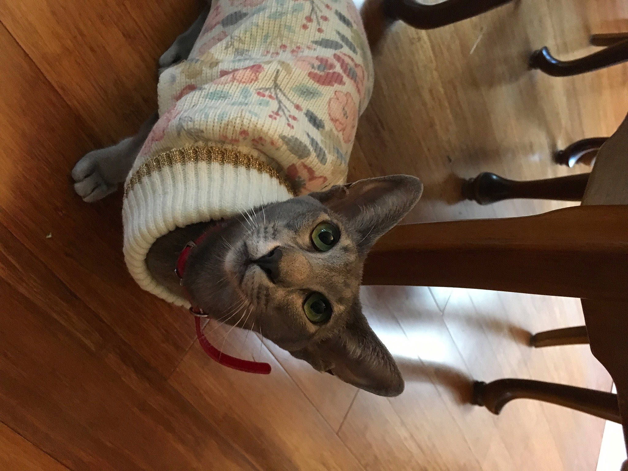 Amy joined the competition — help win amazing prizes! fish, wood